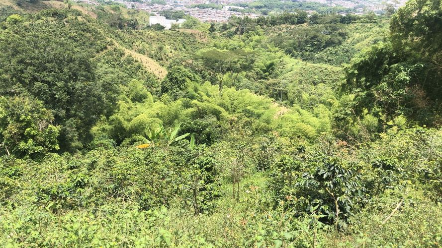 Lote en venta en El Rodeo, Dosquebradas, 200 m² · foto 5 de 12