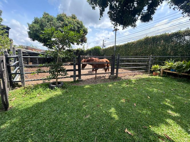 Finca en venta en Morelia, Pereira, 350 m² · foto 16 de 24