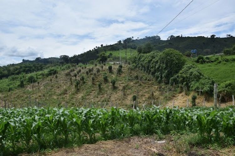 Finca en venta en La Cabaña, Manizales, 25000 m² · foto 3 de 20