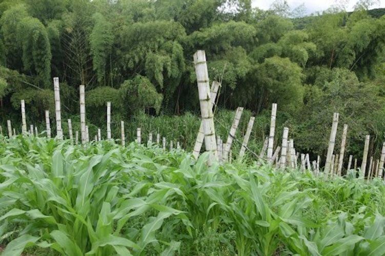 Finca en venta en La Cabaña, Manizales, 25000 m² · foto 4 de 20