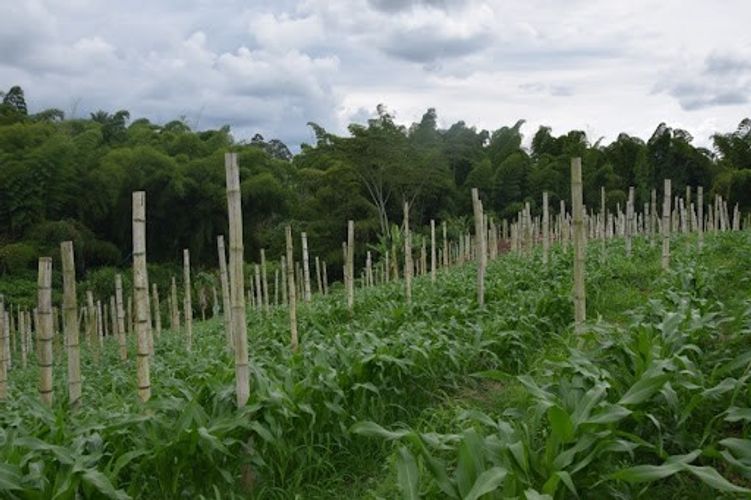 Finca en venta en La Cabaña, Manizales, 25000 m² · foto 5 de 20