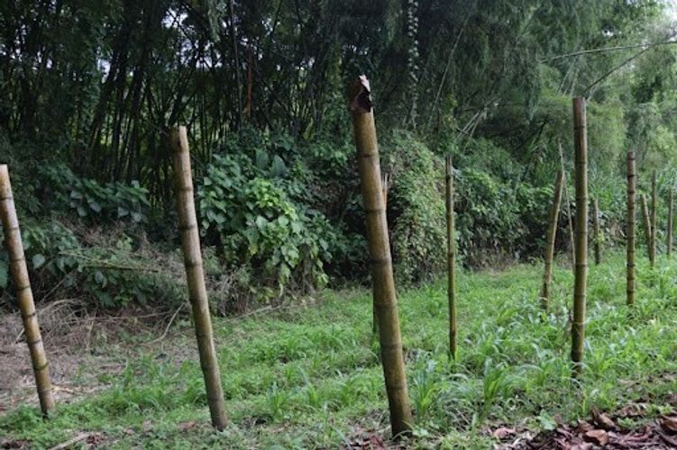 Finca en venta en La Cabaña, Manizales, 25000 m² · foto 6 de 20