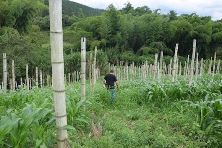 Finca en venta en La Cabaña, Manizales, 25000 m² · foto 7 de 20