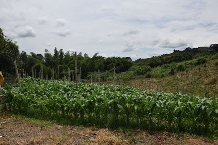 Finca en venta en La Cabaña, Manizales, 25000 m² · foto 8 de 20