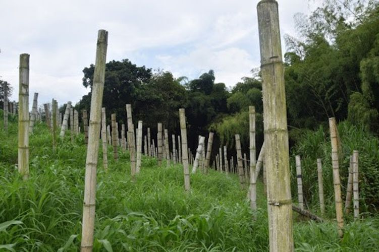 Finca en venta en La Cabaña, Manizales, 25000 m² · foto 10 de 20