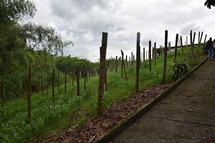 Finca en venta en La Cabaña, Manizales, 25000 m² · foto 11 de 20