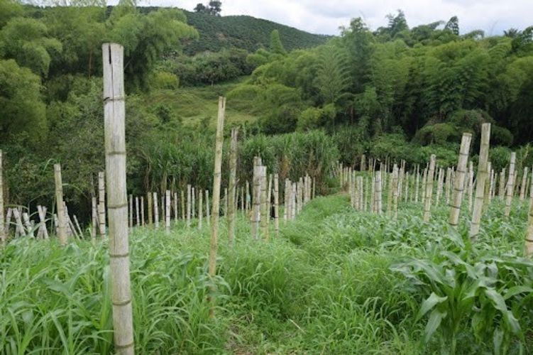 Finca en venta en La Cabaña, Manizales, 25000 m² · foto 16 de 20
