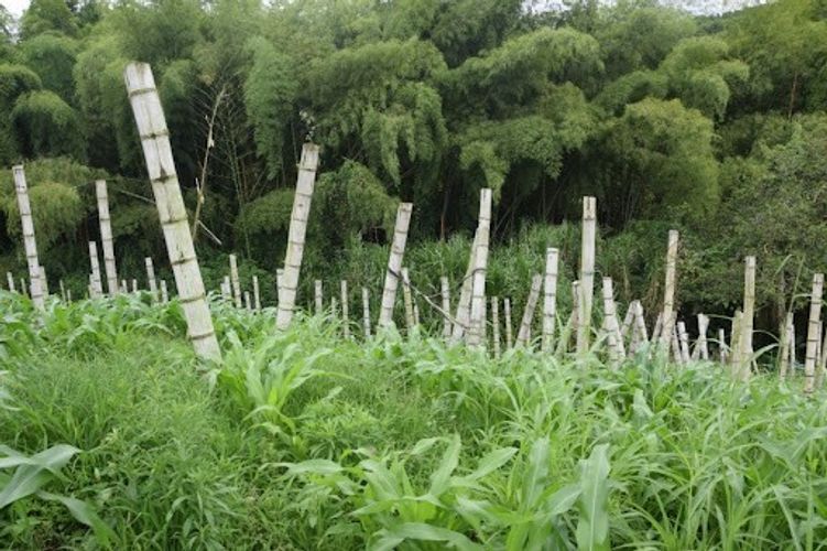 Finca en venta en La Cabaña, Manizales, 25000 m² · foto 18 de 20