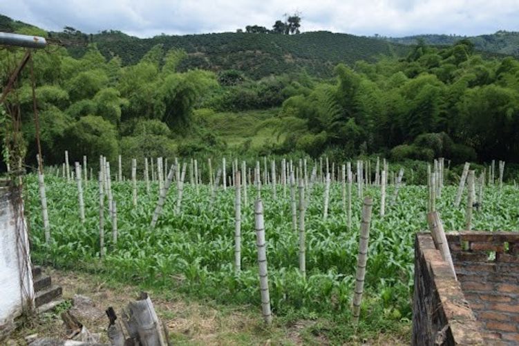 Finca en venta en La Cabaña, Manizales, 25000 m² · foto 20 de 20