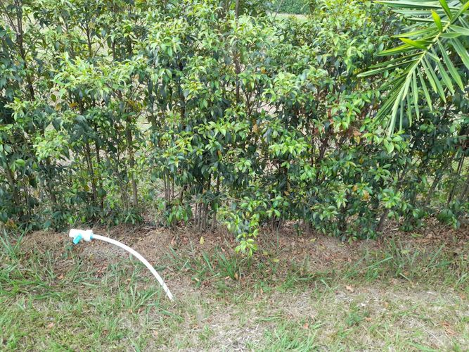 Lote en venta en Cerritos, Pereira, 1515 m² · foto 4 de 16