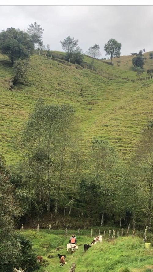 Finca en venta en Pueblo Viejo, Manizales, 234 m² · foto 2 de 8