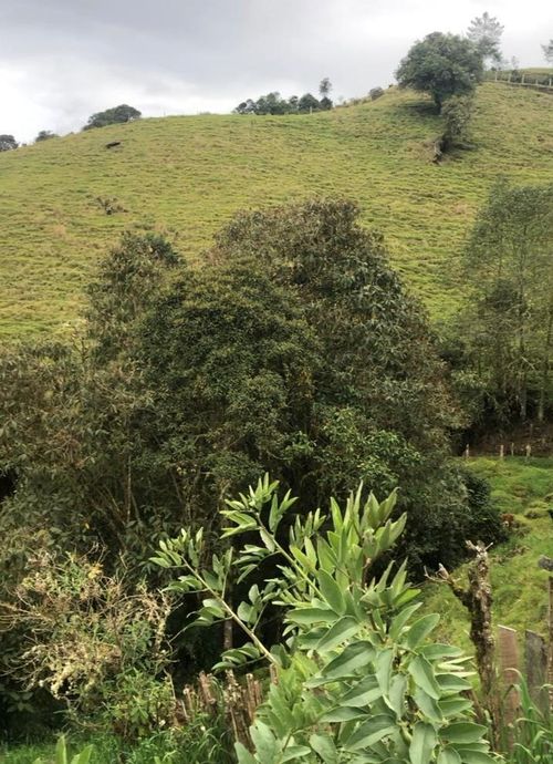 Finca en venta en Pueblo Viejo, Manizales, 234 m² · foto 3 de 8