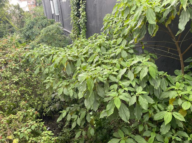 Lote en venta en Galan, Armenia · foto 10 de 13