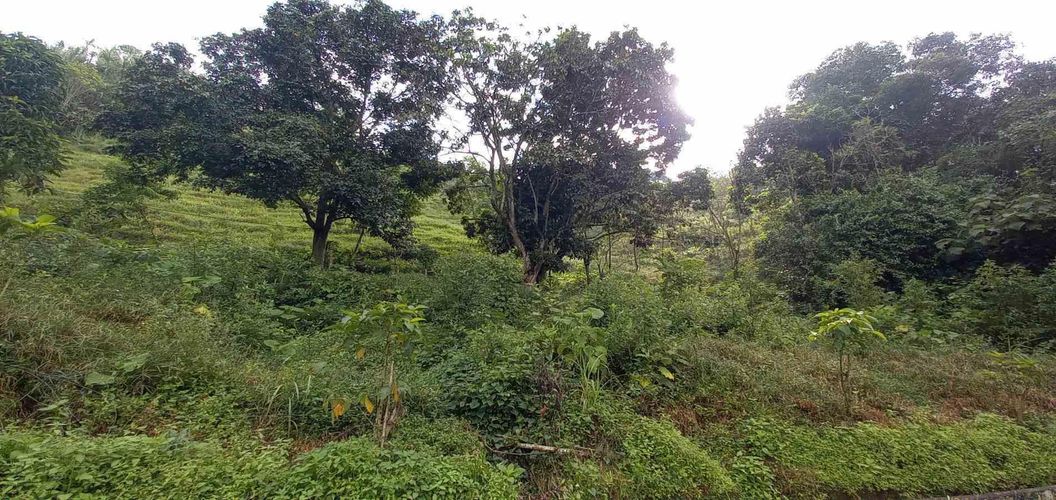 Lote en venta en La Trinidad, Manizales · foto 2 de 20