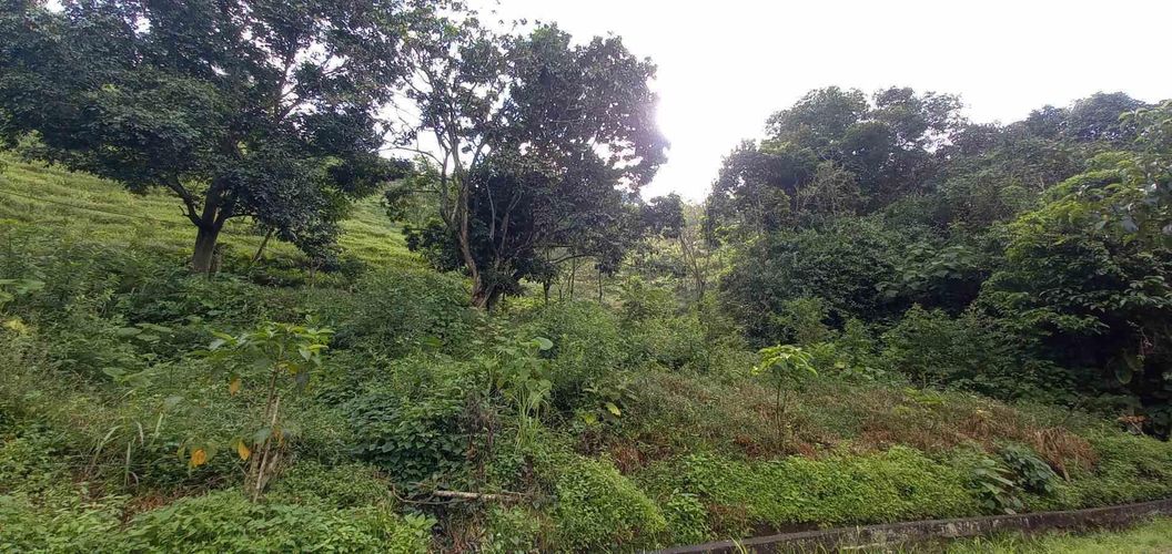 Lote en venta en La Trinidad, Manizales · foto 3 de 20