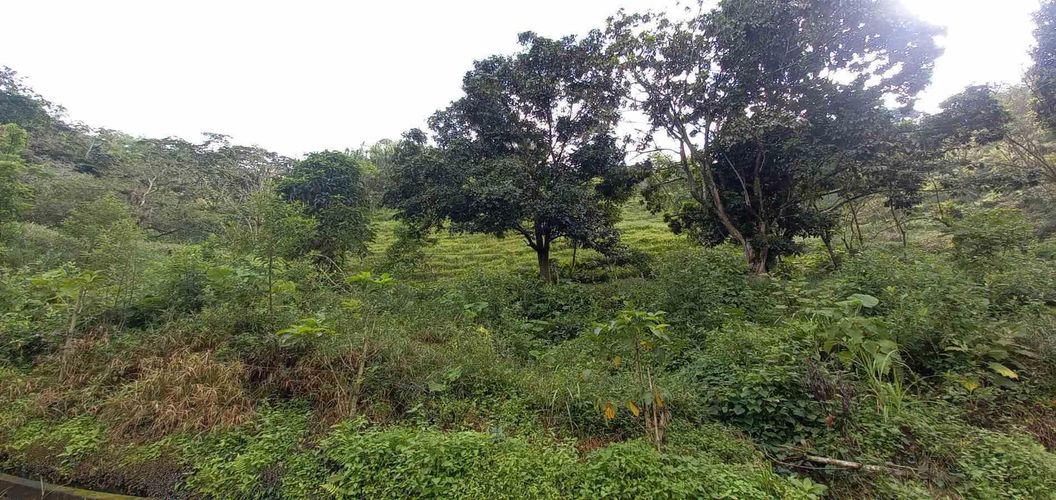 Lote en venta en La Trinidad, Manizales · foto 4 de 20