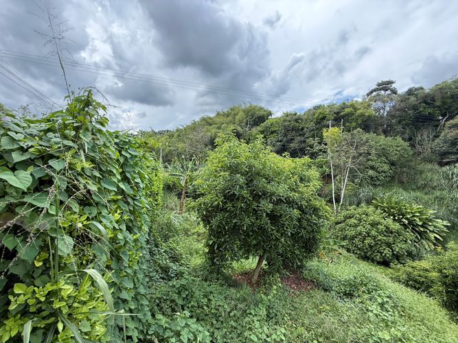 Lote en venta en San Jose Sur, Pereira · foto 11 de 11