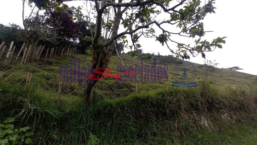 Lote en venta en Alto Tablazo, Manizales · foto 9 de 24