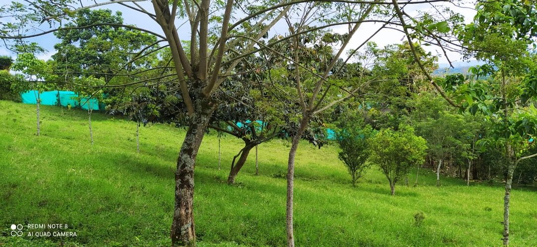 Lote en venta en Altagracia, Pereira · foto 4 de 14