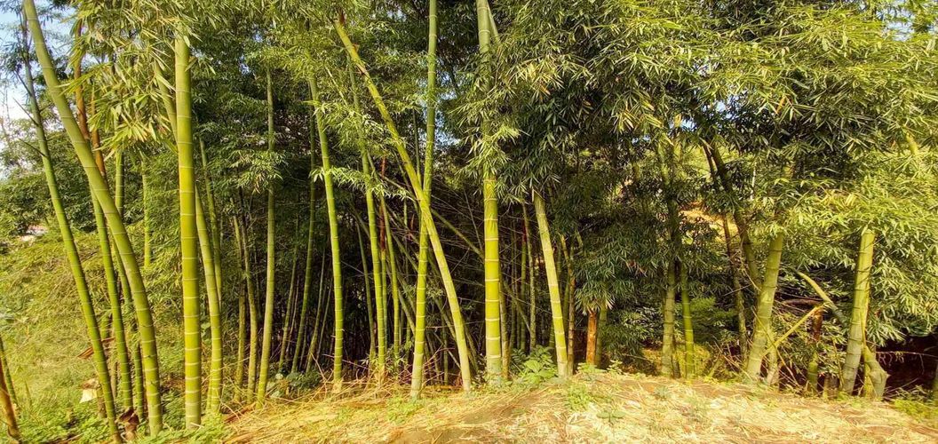 Finca en venta en San Peregrino, Manizales, 35500 m² · foto 21 de 24