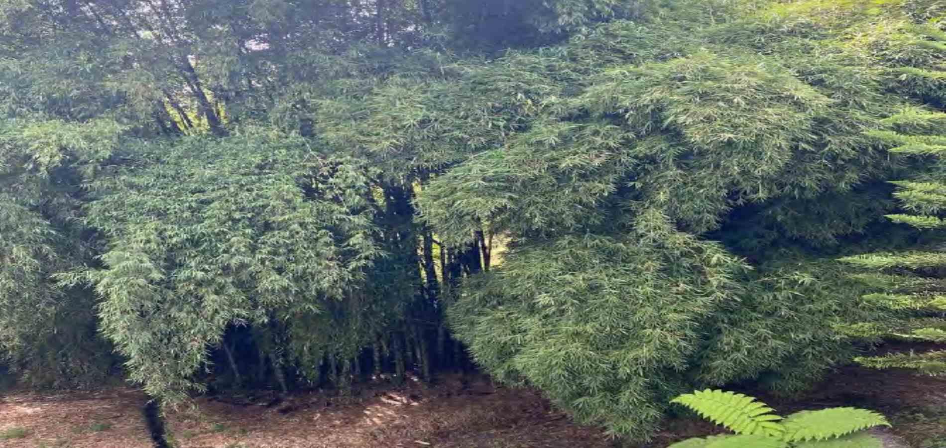 Casa en venta en Tribunas Corcega, Pereira · foto 9 de 24