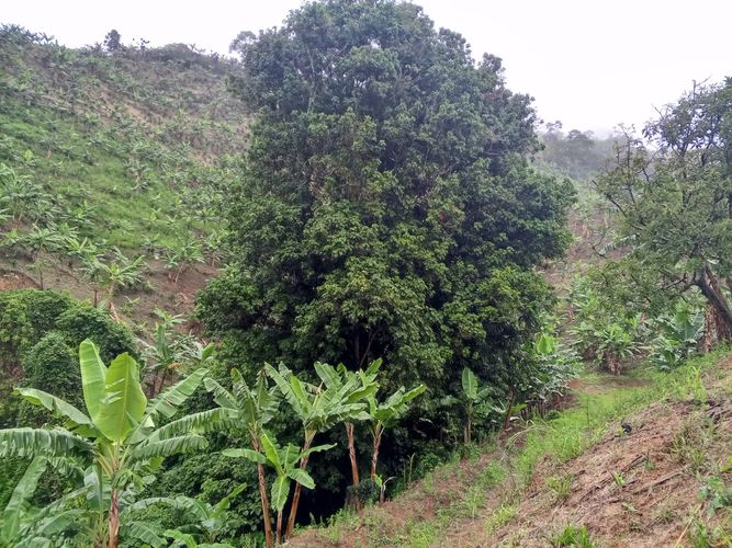 Finca en venta en Lleras, Manizales, 800 m² · foto 13 de 24