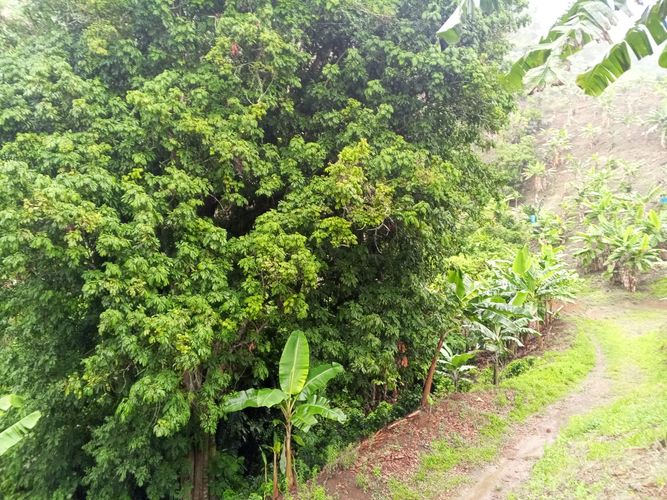 Finca en venta en Lleras, Manizales, 800 m² · foto 14 de 24