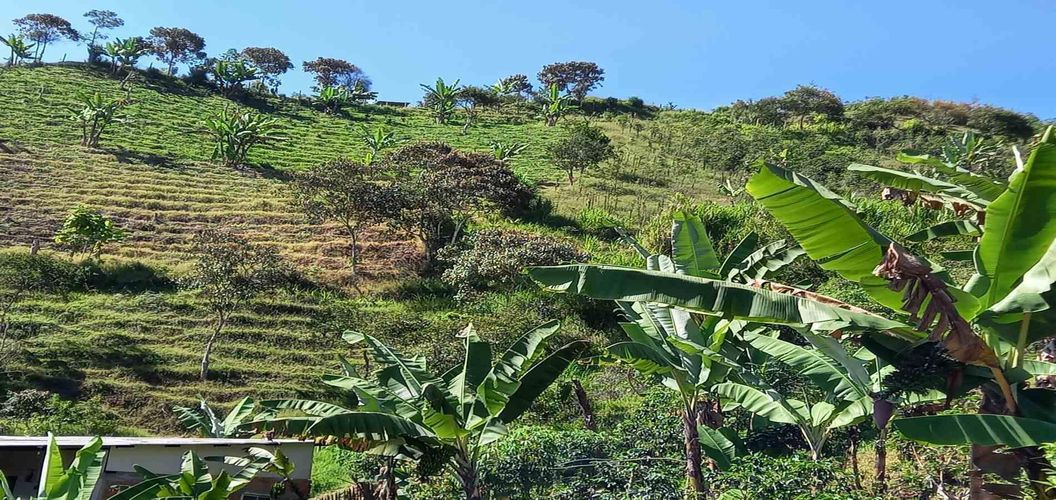 Lote en venta en Lleras, Manizales, 10000 m² · foto 3 de 24