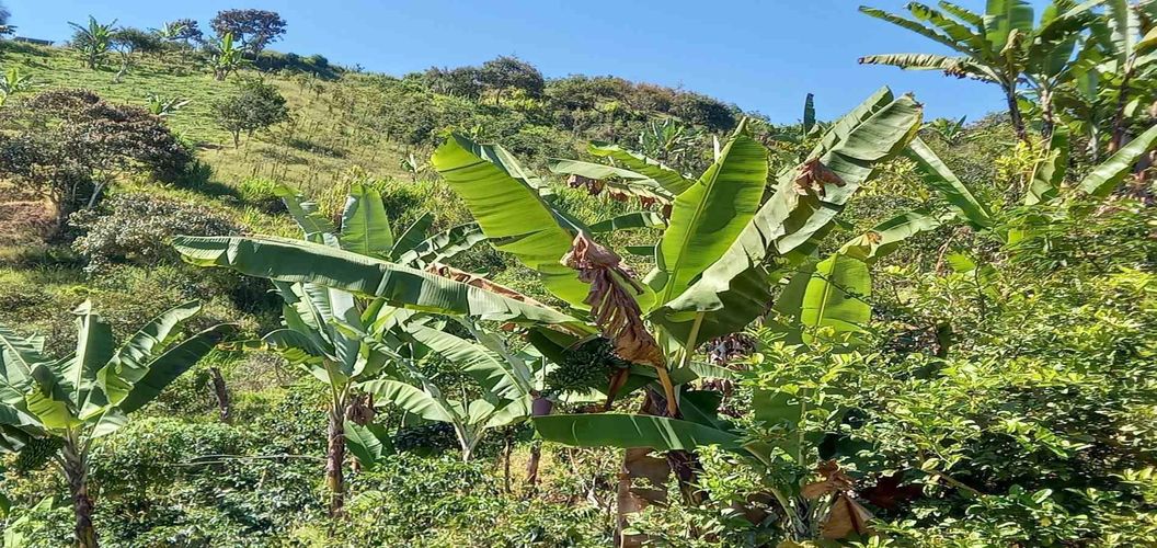 Lote en venta en Lleras, Manizales, 10000 m² · foto 4 de 24