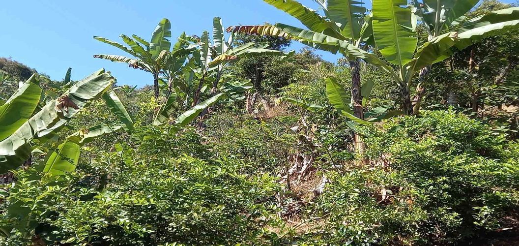 Lote en venta en Lleras, Manizales, 10000 m² · foto 5 de 24