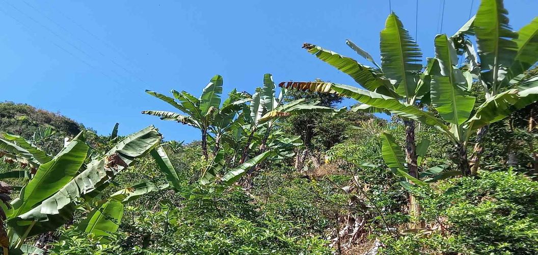 Lote en venta en Lleras, Manizales, 10000 m² · foto 6 de 24