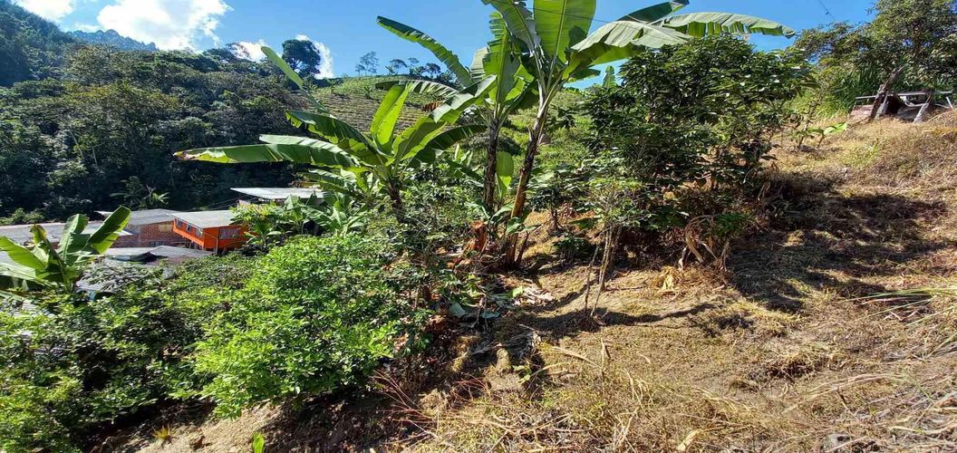 Lote en venta en Lleras, Manizales, 10000 m² · foto 11 de 24