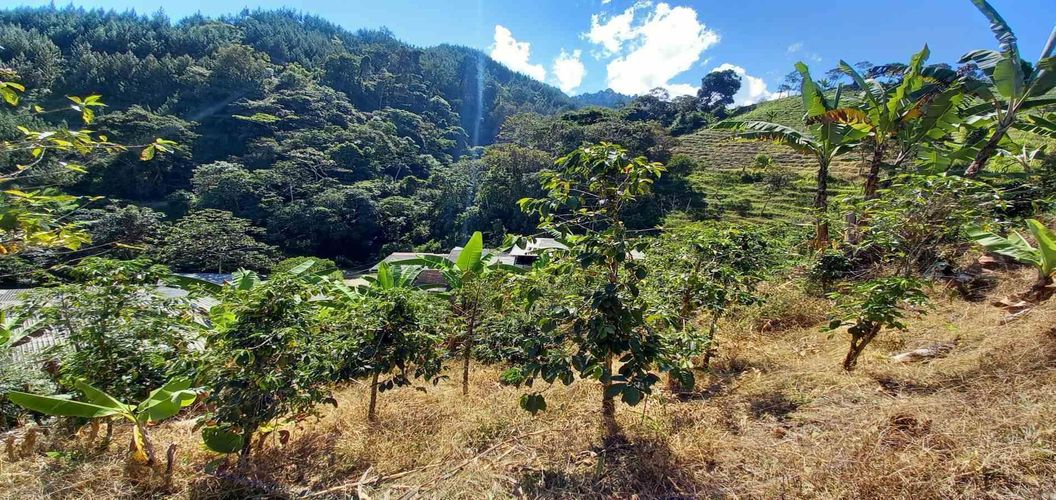 Lote en venta en Lleras, Manizales, 10000 m² · foto 15 de 24