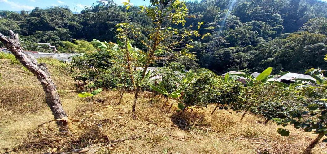 Lote en venta en Lleras, Manizales, 10000 m² · foto 16 de 24
