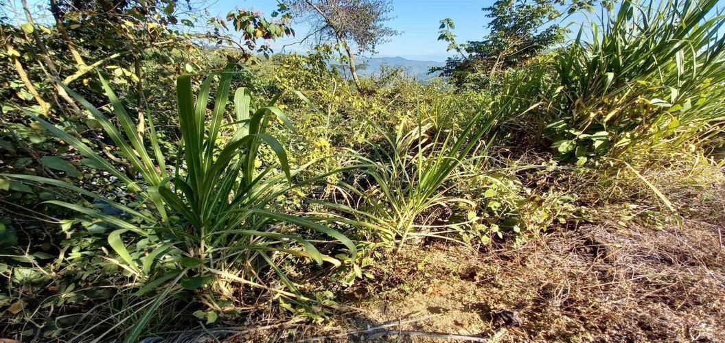 Lote en venta en Lleras, Manizales, 10000 m² · foto 20 de 24