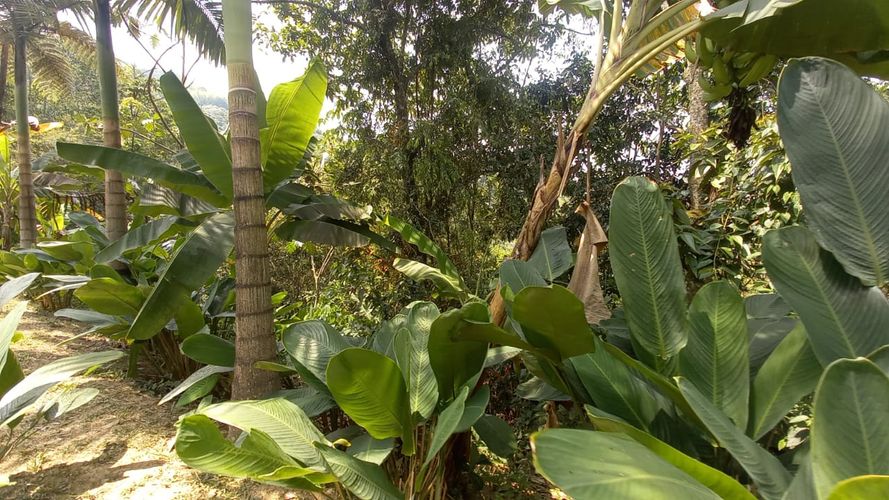 Lote en venta en San Peregrino, Manizales · foto 15 de 20