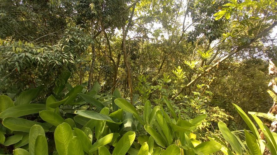 Lote en venta en San Peregrino, Manizales, 300 m² · foto 7 de 17