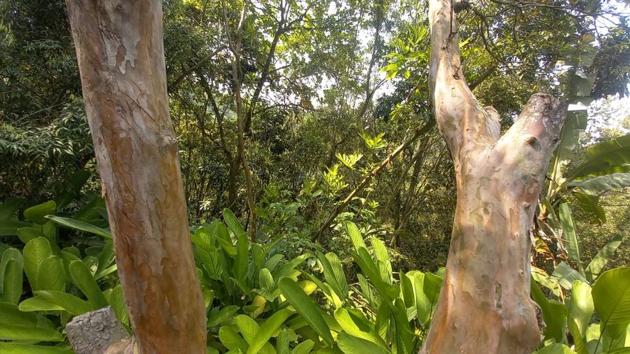 Lote en venta en San Peregrino, Manizales, 300 m² · foto 8 de 17