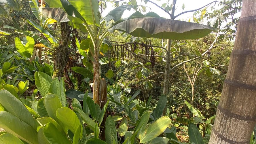 Lote en venta en San Peregrino, Manizales, 300 m² · foto 12 de 17