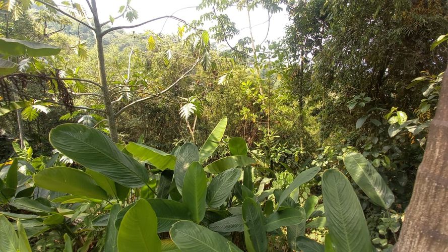 Lote en venta en San Peregrino, Manizales, 300 m² · foto 13 de 17