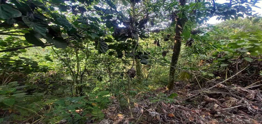 Lote en venta en San Peregrino, Manizales, 300 m² · foto 16 de 17