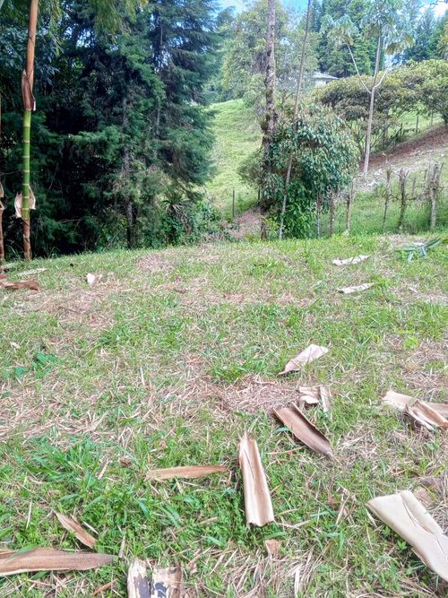 Lote en venta en Arabia, Pereira · foto 2 de 3