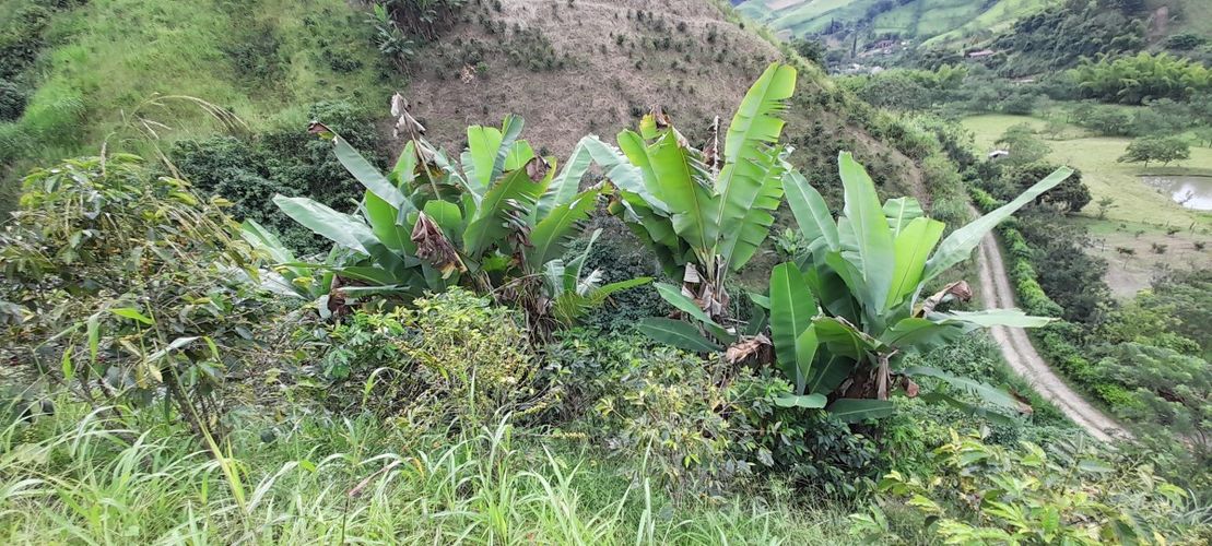 Finca en venta en Los Nogales, Manizales, 52 m² · foto 12 de 19