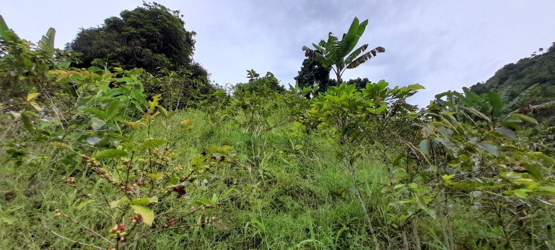 Finca en venta en Los Nogales, Manizales, 52 m² · foto 13 de 19