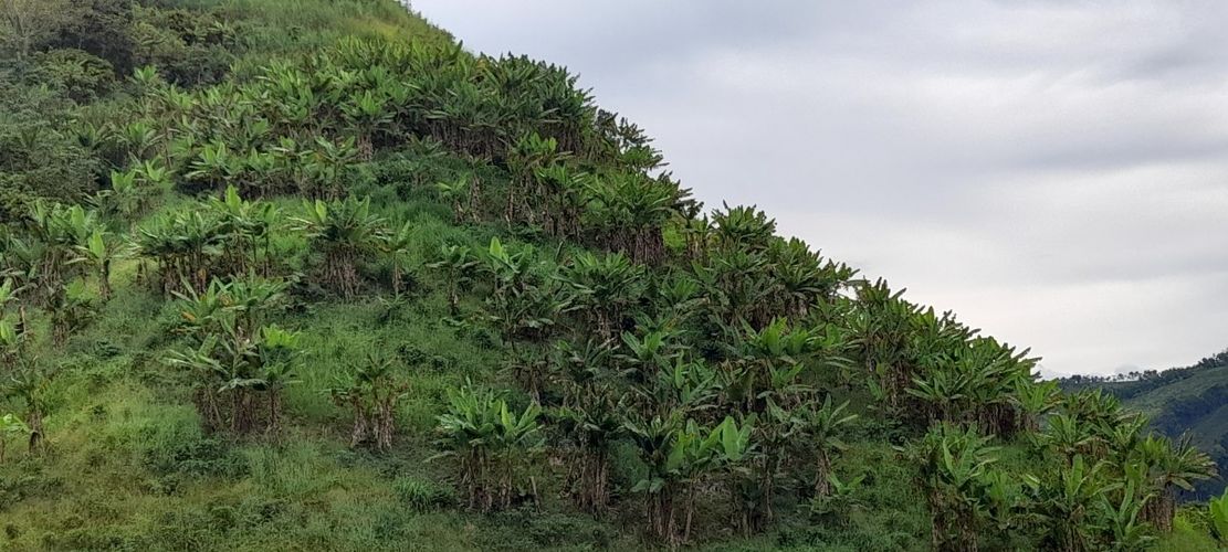 Finca en venta en Los Nogales, Manizales, 52 m² · foto 19 de 19