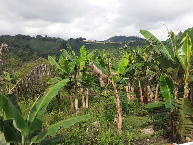 Finca en venta en Tribunas Corcega, Pereira, 500 m² · foto 23 de 24