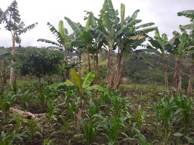 Finca en venta en Tribunas Corcega, Pereira, 500 m² · foto 24 de 24