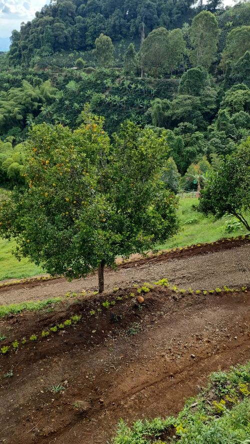 Finca en venta en Combia, Pereira, 1000 m² · foto 3 de 24