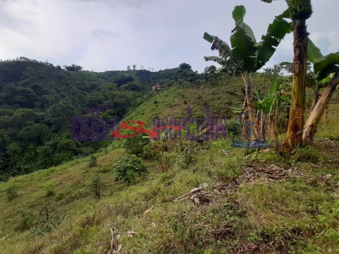 Finca en venta en Combia, Pereira, 1000 m² · foto 20 de 24
