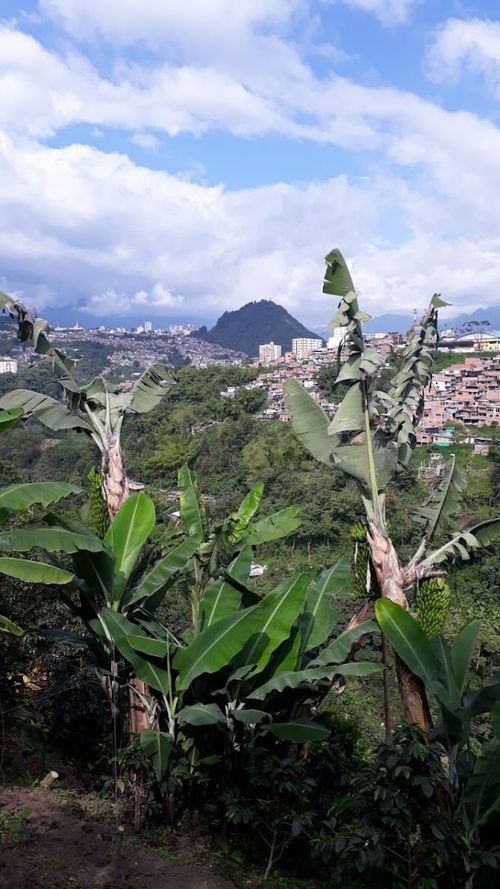 Finca en venta en Estambul, Manizales, 12800 m² · foto 18 de 24